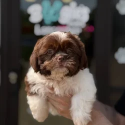 Male Shih Tzu puppy named Ted for sale at Boogie's Pup Lancaster.