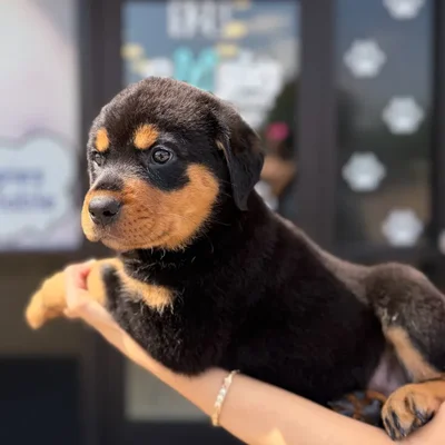 Female Rottweiler puppy named Dream for sale at Boogie's Pup Lancaster.