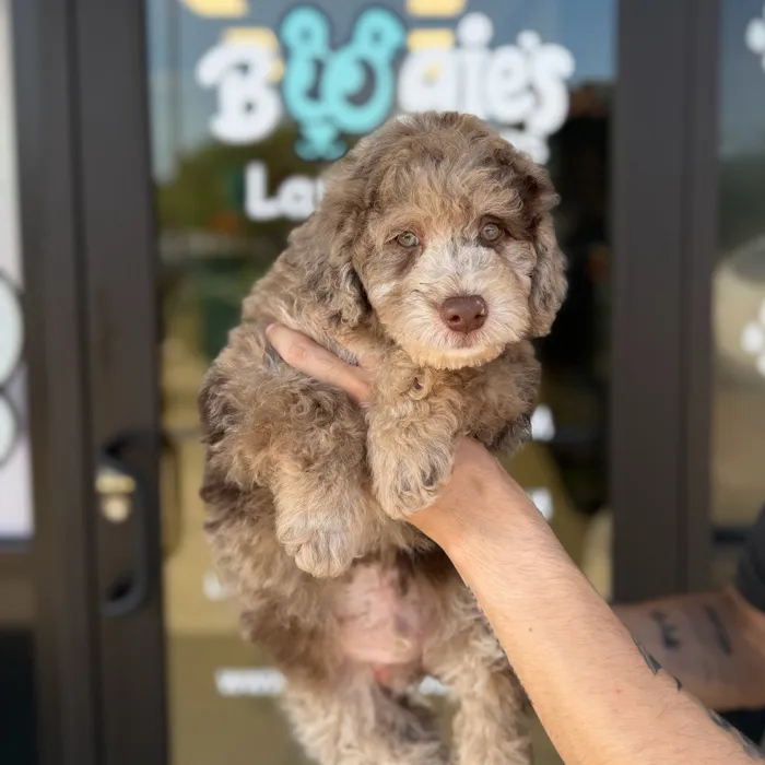 Male Goldendoodle puppy named Jasper for sale at Boogie's Pup Lancaster.