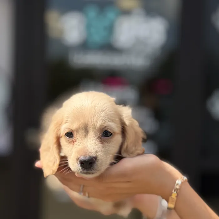 Male Dachshund puppy named Gus for sale at Boogie's Pup Lancaster.
