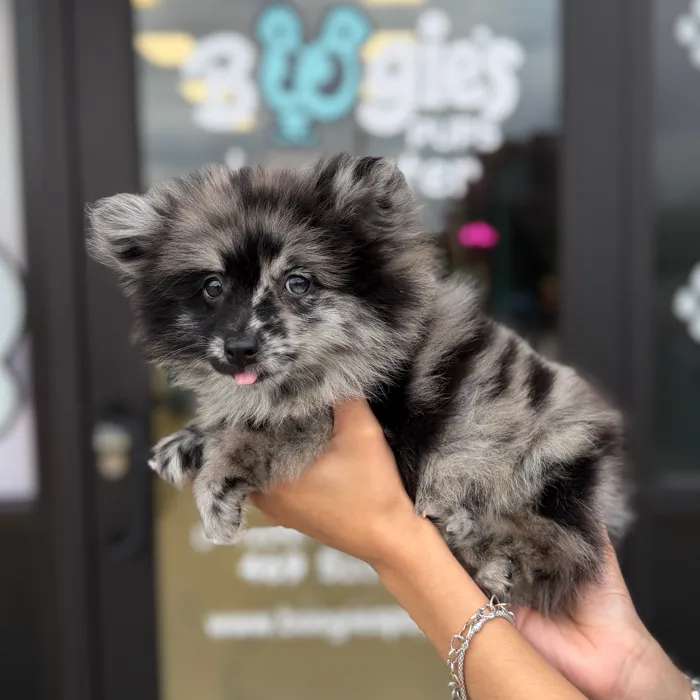 Female Pomeranian puppy named Princess for sale at Boogie's Pup Lancaster.