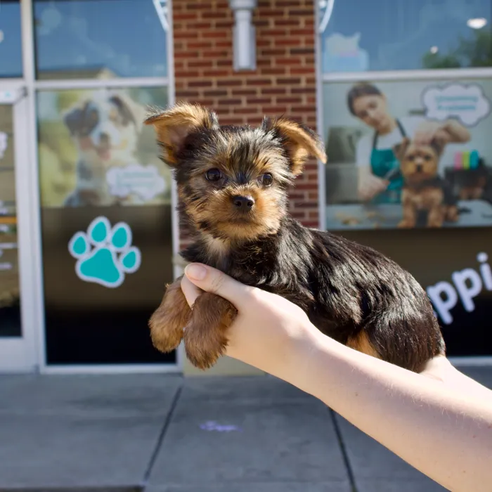 Male Yorkie puppy named Archie for sale at Boogies Pup's Grapevine.