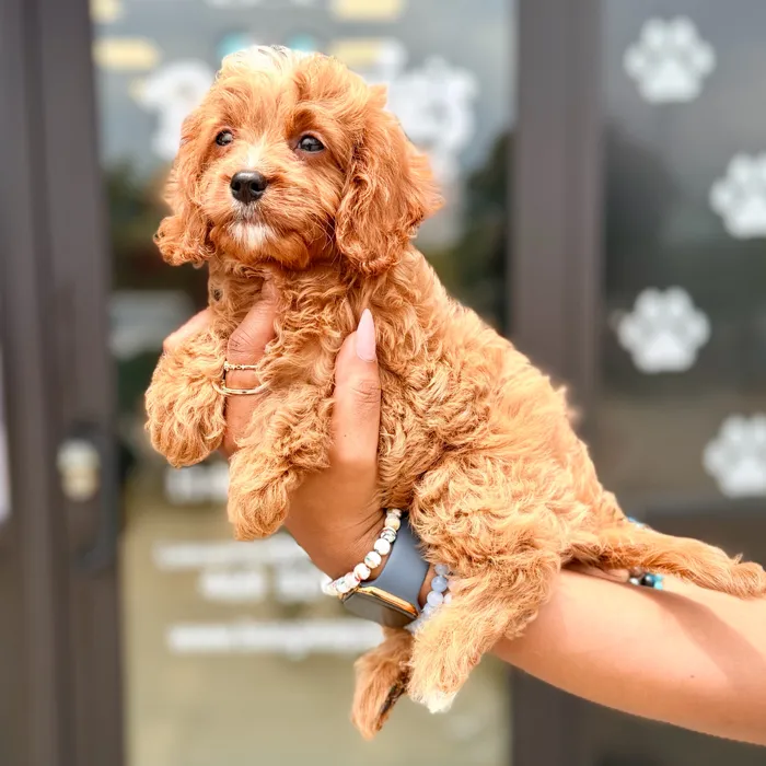 Male Cavapoo puppy named Baloo for sale at Boogies Pup's Grapevine.