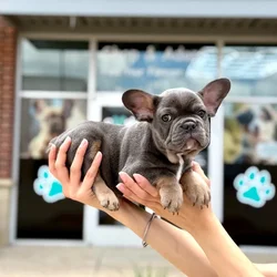 Male French Bulldog puppy named Otis for sale at Boogies Pup's Grapevine.