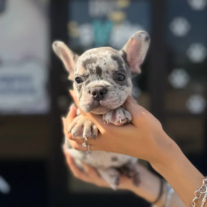 Male French Bulldog puppy named Chacho for sale at Boogie's Pup Lancaster.