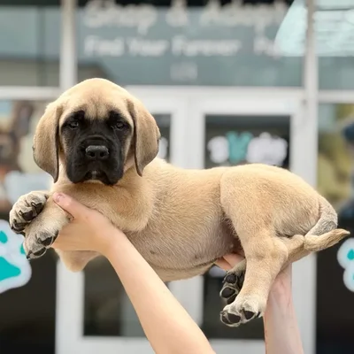 Female English Mastiff puppy named Marmalade for sale at Boogies Pup's Grapevine.
