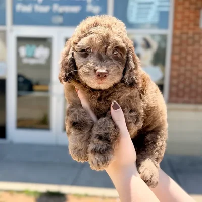 Female Mini Goldendoodle puppy named Jewel for sale at Boogies Pup's Grapevine.