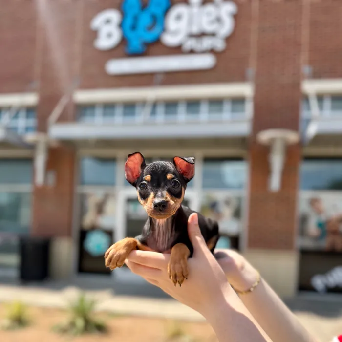 Male Min Pin puppy named Jasper for sale at Boogies Pup's Grapevine.