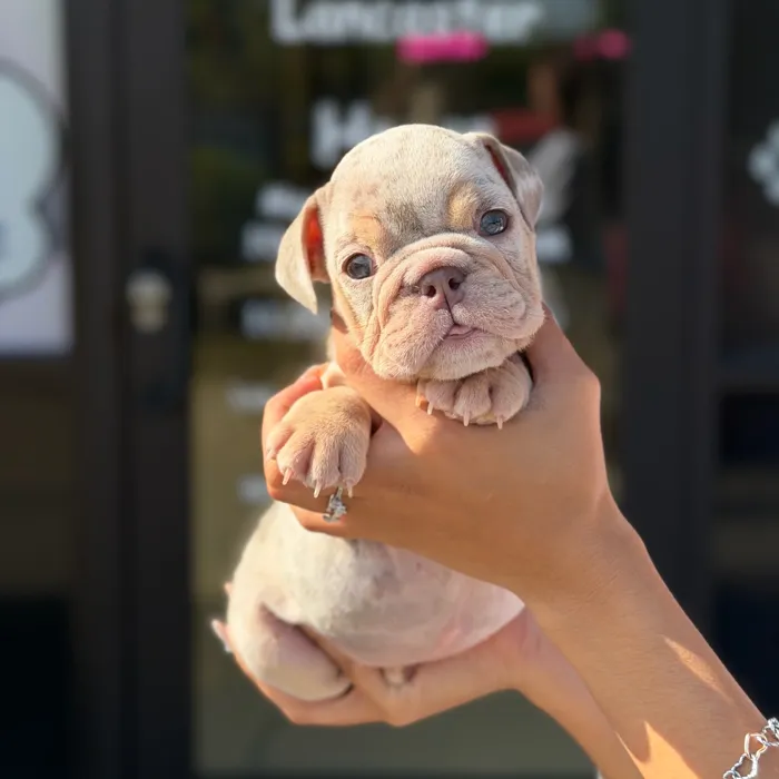 Female English Bulldog puppy named True for sale at Boogie's Pup Lancaster.
