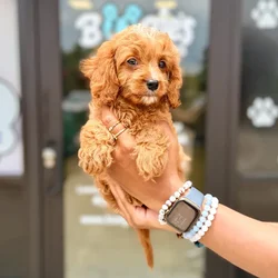 Male Cavapoo puppy named Baloo for sale at Boogies Pup's Grapevine.
