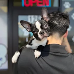 Female Boston Terrier puppy named Irene for sale at Boogie's Pup Lancaster.