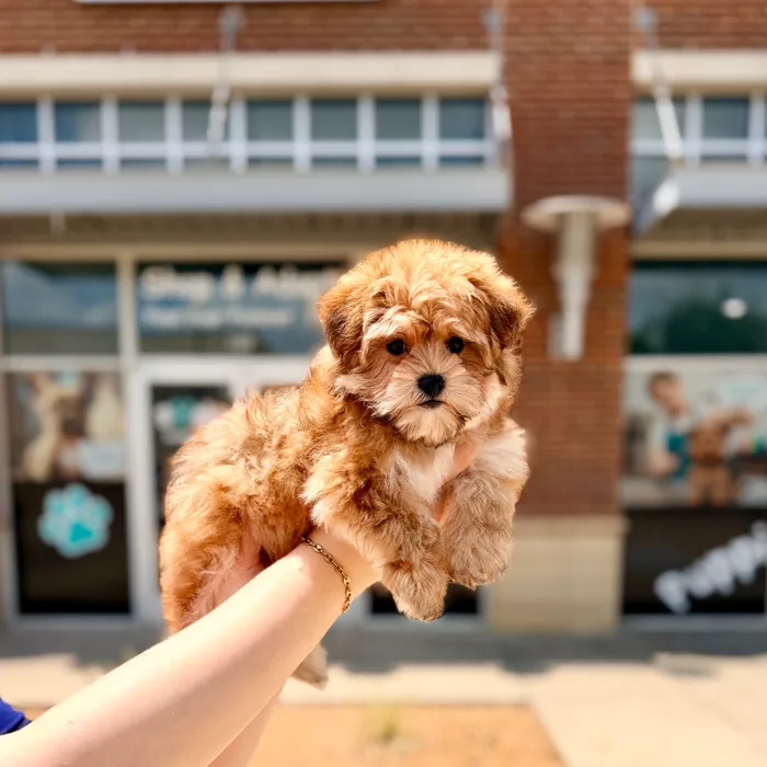 Female Morkie puppy named Margarita for sale at Boogies Pup's Grapevine.