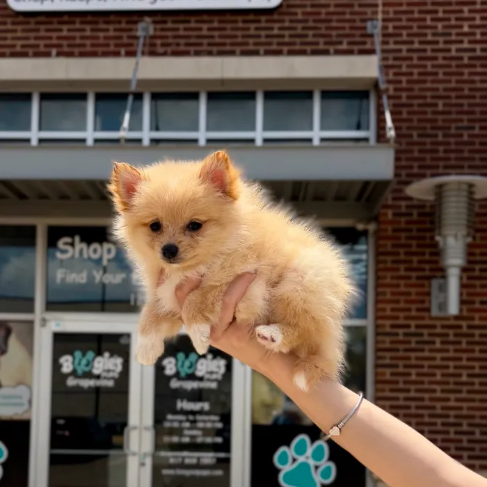 Male Pomeranian puppy named Churro for sale at Boogies Pup's Grapevine.