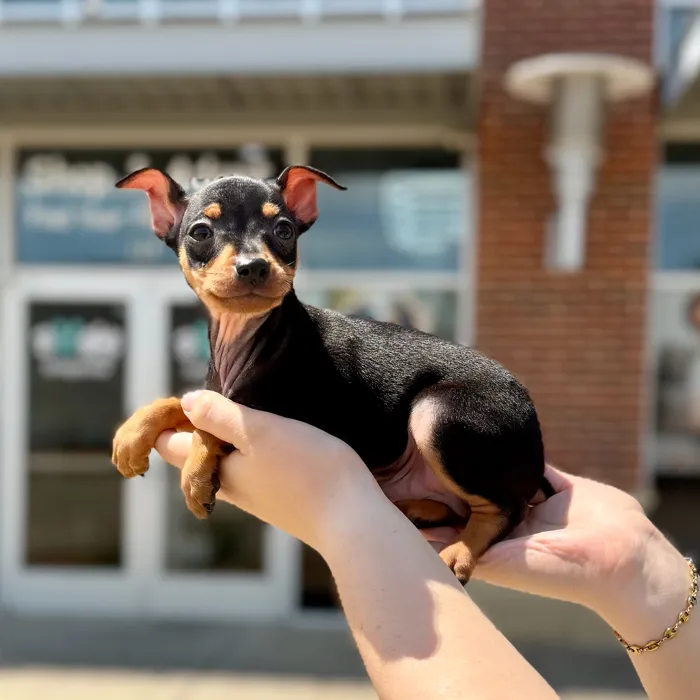 Male Min Pin puppy named Jasper for sale at Boogies Pup's Grapevine.