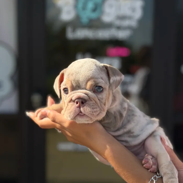 Female English Bulldog puppy named True for sale at Boogie's Pup Lancaster.