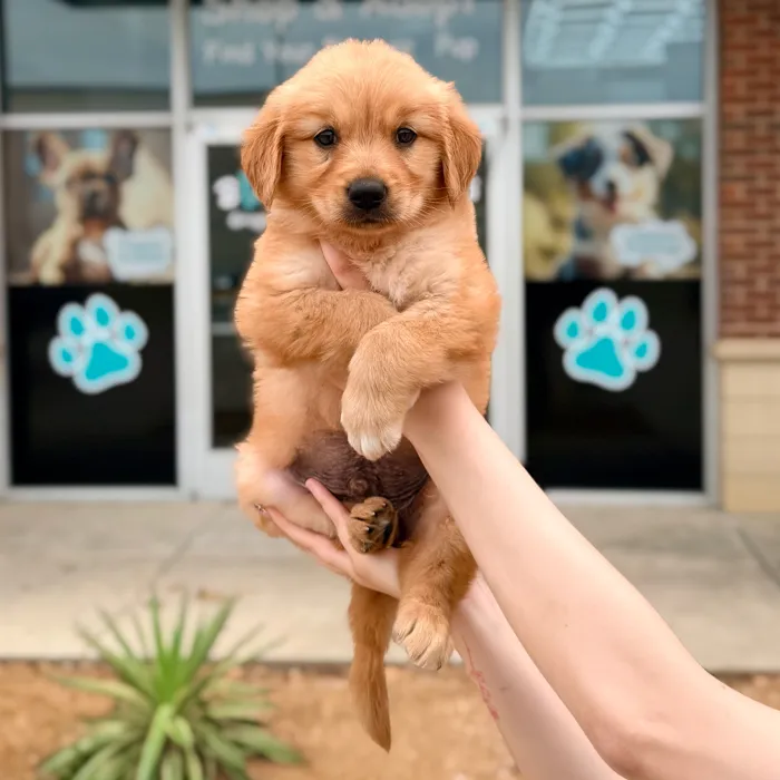 Male Golden Retriever puppy named Murphy for sale at Boogies Pup's Grapevine.