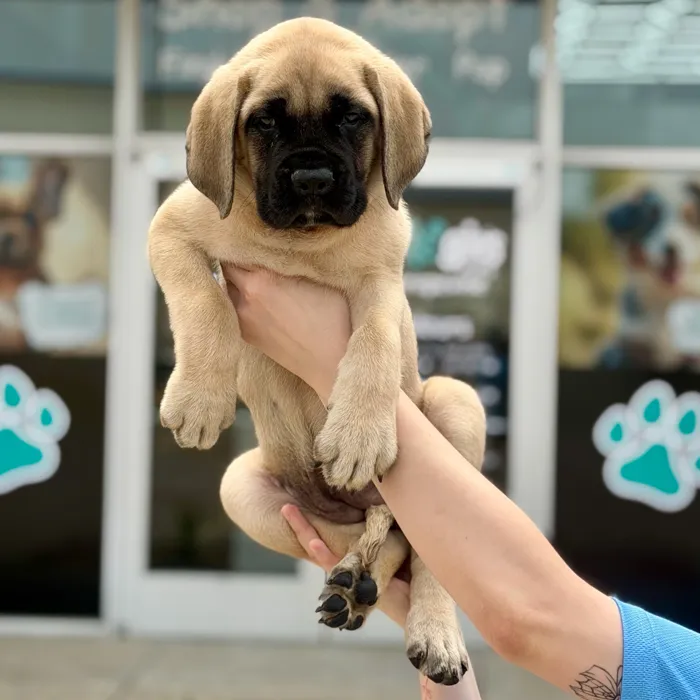 Female English Mastiff puppy named Marmalade for sale at Boogies Pup's Grapevine.