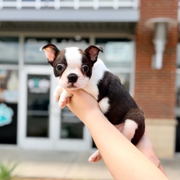 Male Boston Terrier puppy named Cosmo for sale at Boogies Pup's Grapevine.