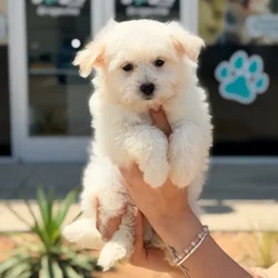 Male Maltipoo puppy named Frosty for sale at Boogies Pup's Grapevine.