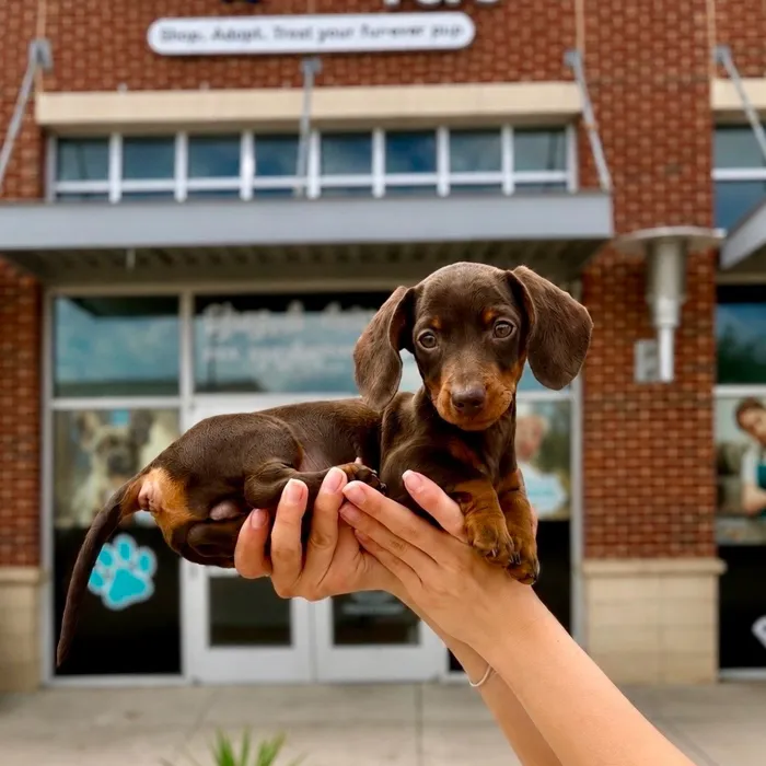 Male Dachshund puppy named Oscar Meyer for sale at Boogies Pup's Grapevine.