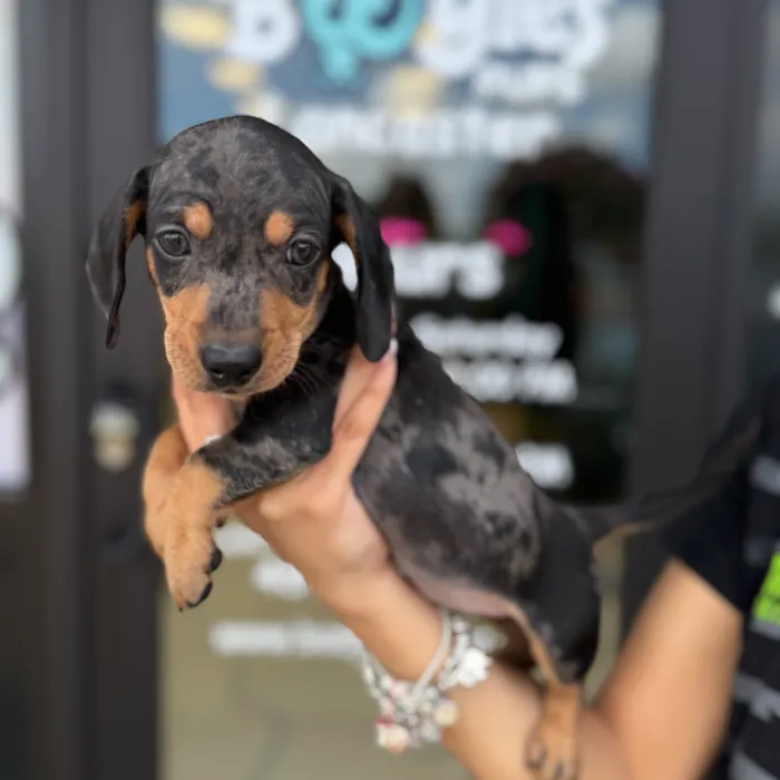 Male Dachshund puppy named Rocket for sale at Boogie's Pup Lancaster.