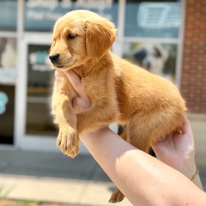 Female Golden Retriever puppy named Honey for sale at Boogies Pup's Grapevine.