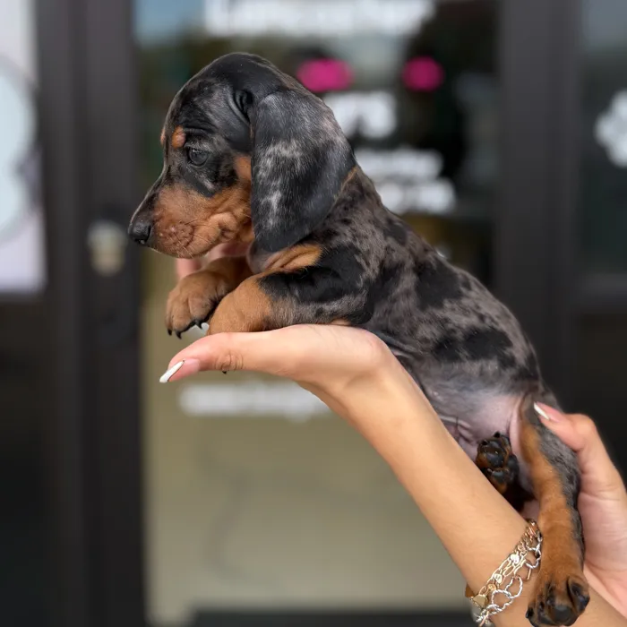 Male Dachshund puppy named Groot for sale at Boogie's Pup Lancaster.