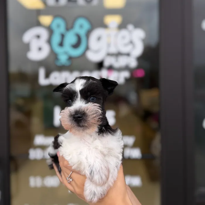 Male Mini Schnauzer puppy named Theodore for sale at Boogie's Pup Lancaster.