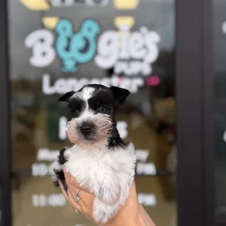 Male Mini Schnauzer puppy named Theodore for sale at Boogie's Pup Lancaster.