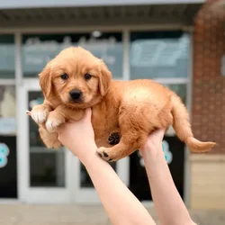 Male Golden Retriever puppy named Murphy for sale at Boogies Pup's Grapevine.