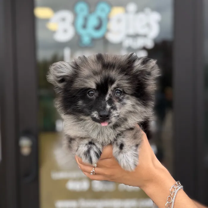 Female Pomeranian puppy named Princess for sale at Boogie's Pup Lancaster.