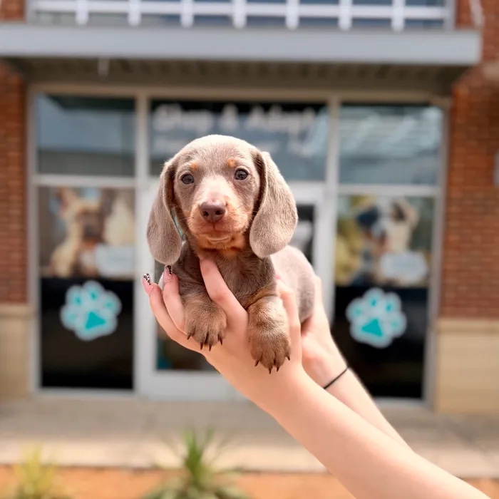 Male Mini Dachshund puppy named Lavi for sale at Boogies Pup's Grapevine.