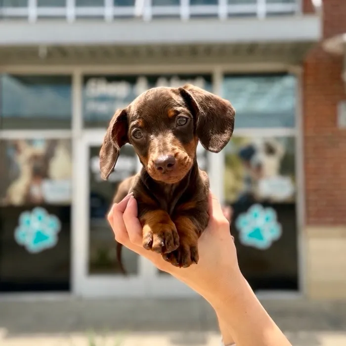 Male Dachshund puppy named Oscar Meyer for sale at Boogies Pup's Grapevine.