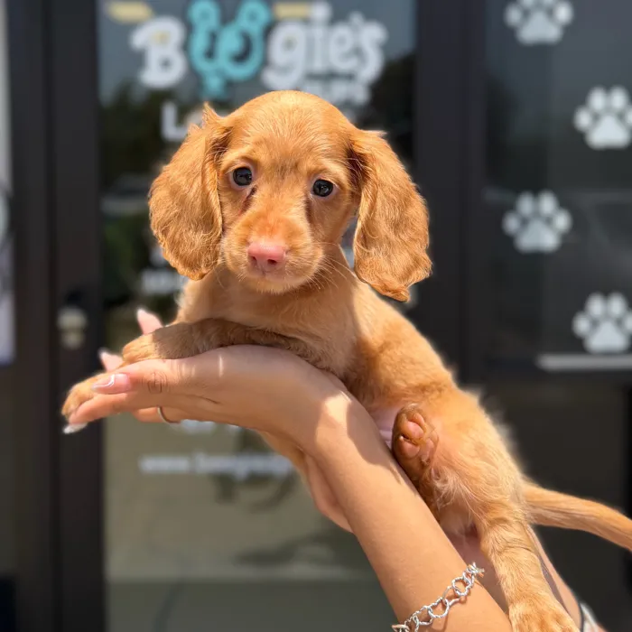 Male Dachshund puppy named Ron Weasley for sale at Boogie's Pup Lancaster.