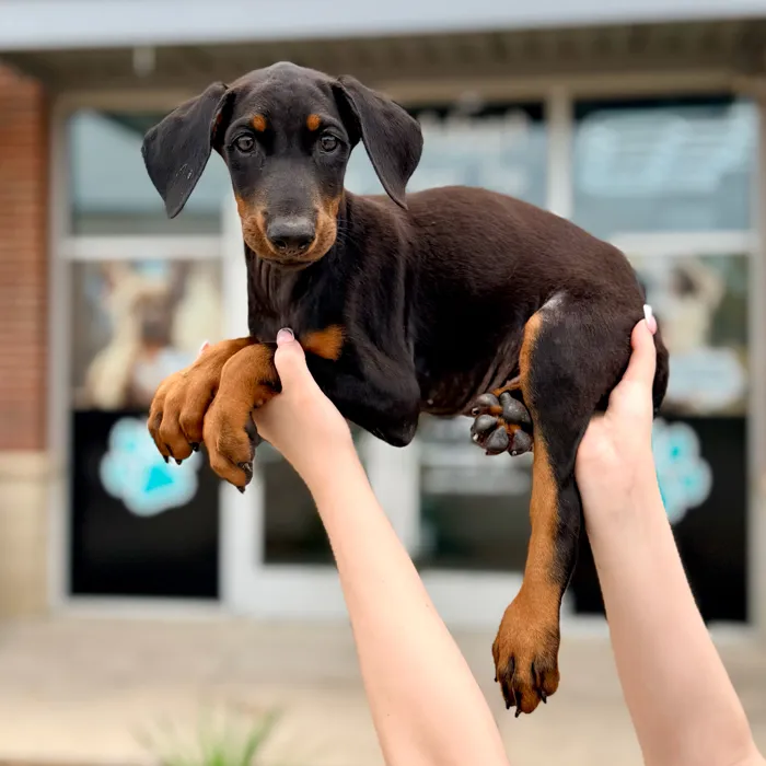 Male Doberman Pinscher puppy named Titan for sale at Boogies Pup's Grapevine.