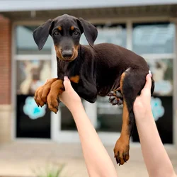 Male Doberman Pinscher puppy named Titan for sale at Boogies Pup's Grapevine.