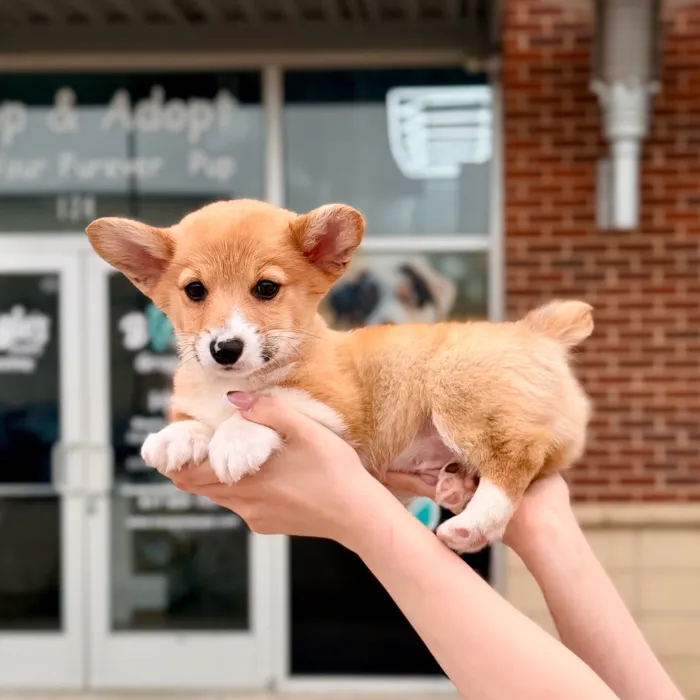 Male Pembroke Welsh Corgi puppy named Rocky for sale at Boogies Pup's Grapevine.