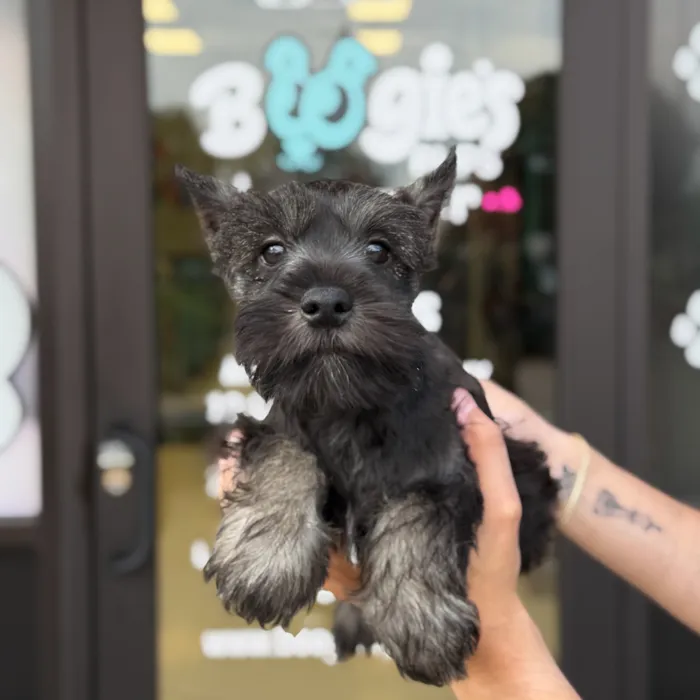 Male Mini Schnauzer puppy named Yoda for sale at Boogie's Pup Lancaster.
