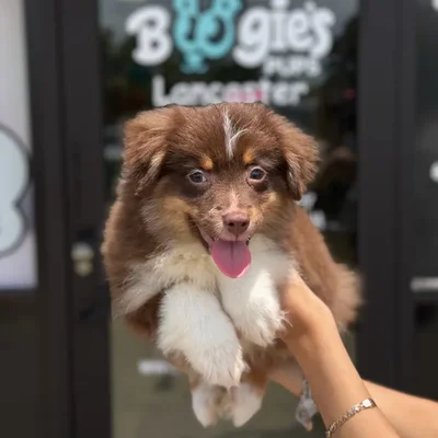 Male Toy Aussie puppy named Aspem for sale at Boogie's Pup Lancaster.