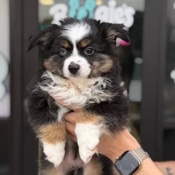 Male Mini Aussie puppy named Lucas for sale at Boogie's Pup Lancaster.