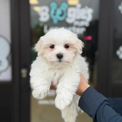 Male Maltese puppy named Russell for sale at Boogie's Pup Lancaster.