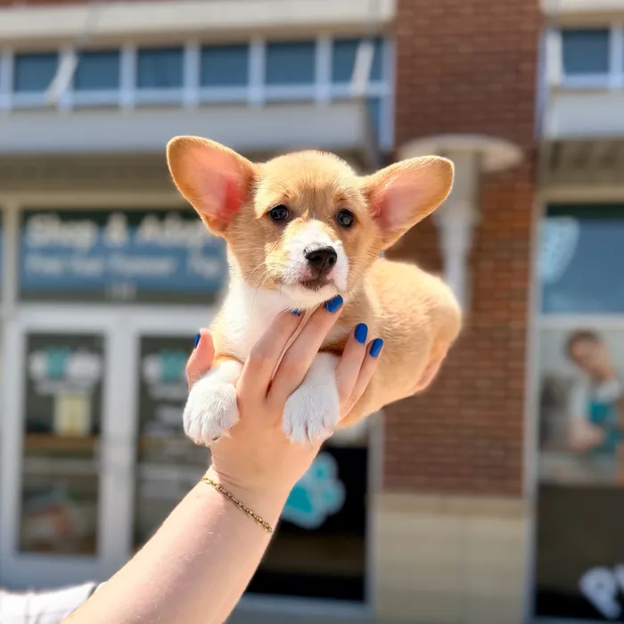 Male Pembroke Welsh Corgi puppy named Nugget for sale at Boogies Pup's Grapevine.