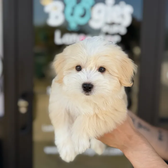 Male Havanese puppy named Benji for sale at Boogie's Pup Lancaster.