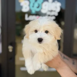 Male Havanese puppy named Benji for sale at Boogie's Pup Lancaster.