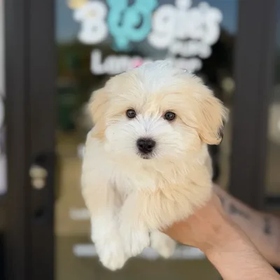 Male Havanese puppy named Benji for sale at Boogie's Pup Lancaster.