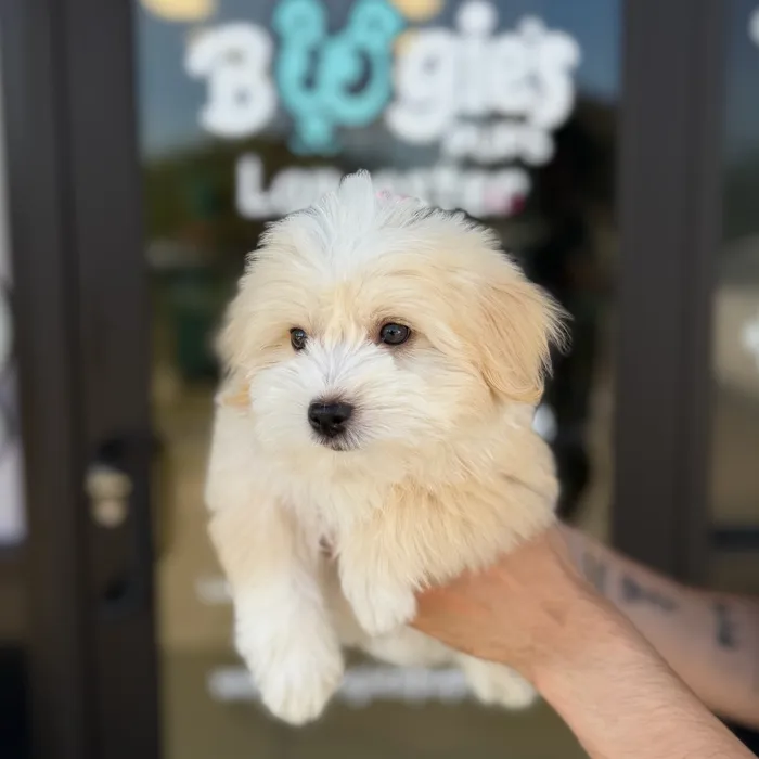 Male Havanese puppy named Benji for sale at Boogie's Pup Lancaster.
