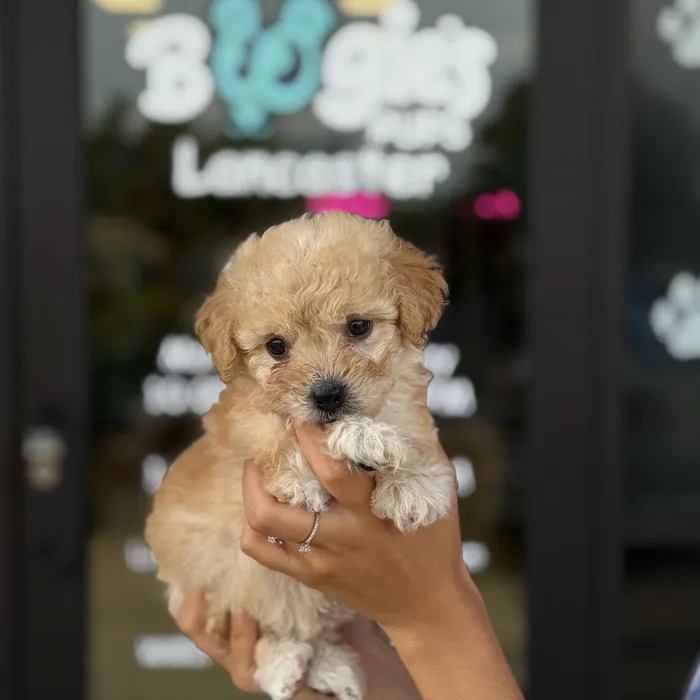Female Toy Poodle puppy named Paris for sale at Boogie's Pup Lancaster.
