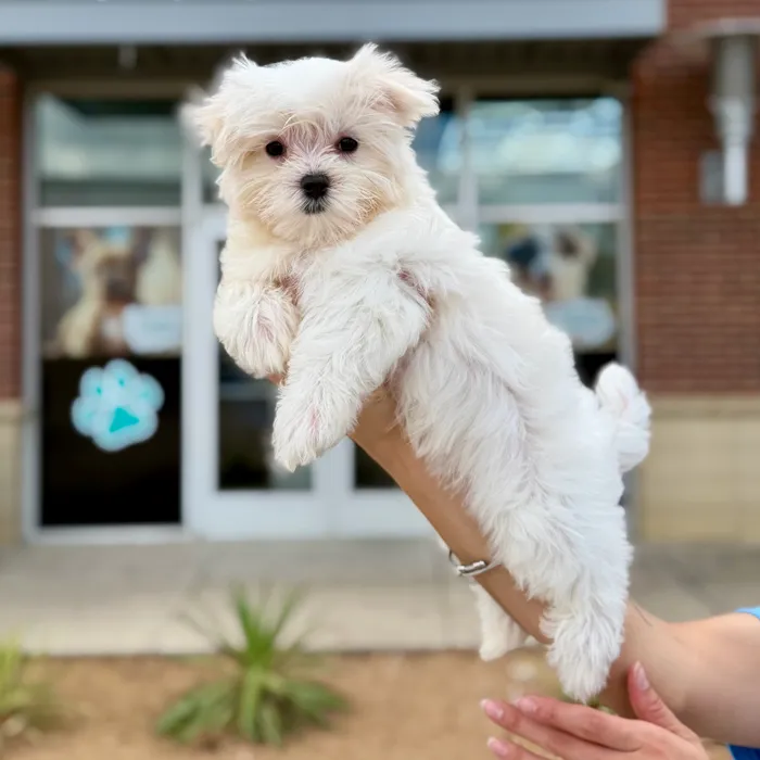 Female Maltese puppy named Spring for sale at Boogies Pup's Grapevine.