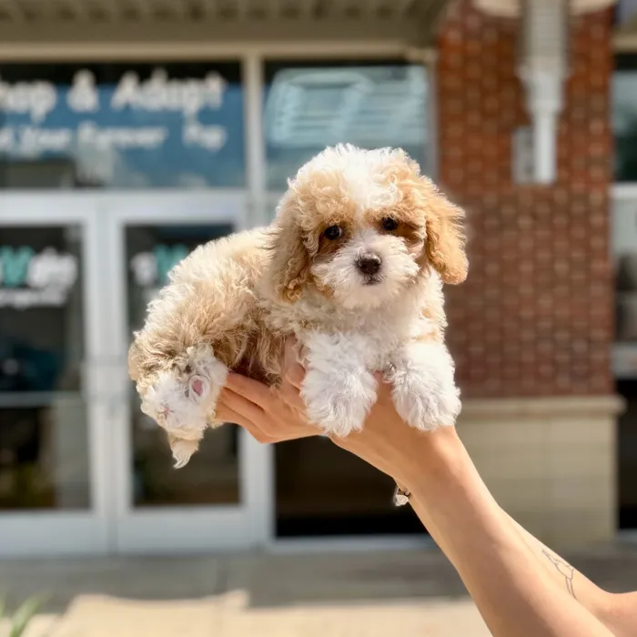 Female Maltipoo puppy named Chloe for sale at Boogies Pup's Grapevine.