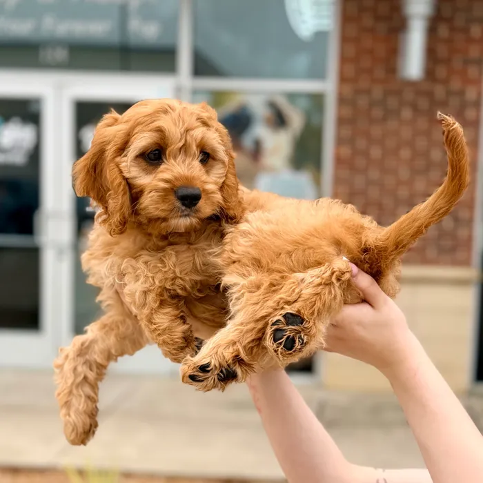 Male Cavapoo puppy named Cheeto for sale at Boogies Pup's Grapevine.